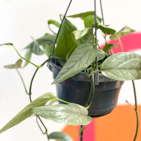 Blue Pothos - Epipremnum pinnatum ‘Cebu Blue’ - Sprouts of Bristol