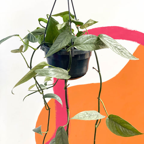 Blue Pothos - Epipremnum pinnatum ‘Cebu Blue’ - Sprouts of Bristol