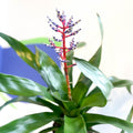 Blue Rain Bromeliad - Aechmea 'Blue Rain' - Sprouts of Bristol