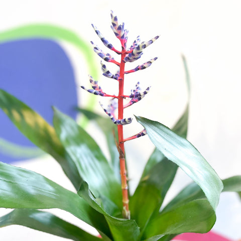 Blue Rain Bromeliad - Aechmea 'Blue Rain' - Sprouts of Bristol
