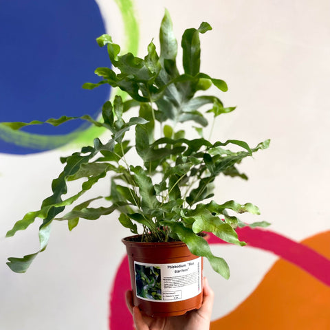 Blue Star Fern - Phlebodium aureum - British Grown - Sprouts of Bristol