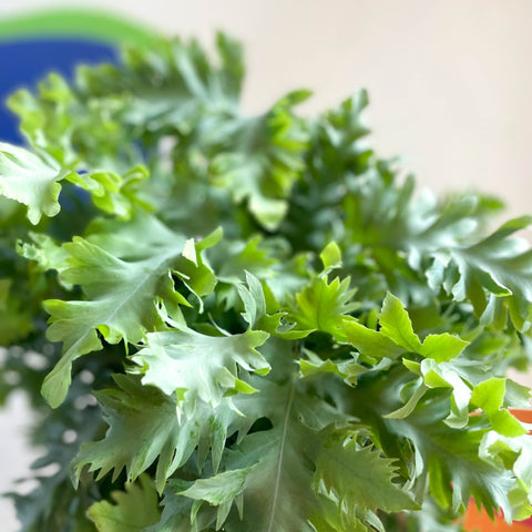 Blue Star Fern - Phlebodium aureum 'Davana' - Sprouts of Bristol