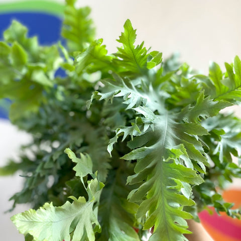Blue Star Fern - Phlebodium aureum 'Davana' - Sprouts of Bristol