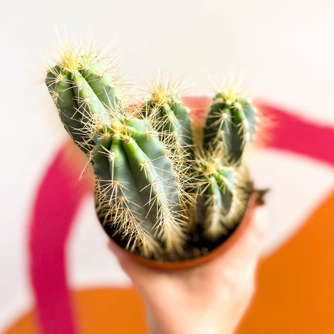 Blue Torch Cactus - Pilosocereus azureus - Sprouts of Bristol