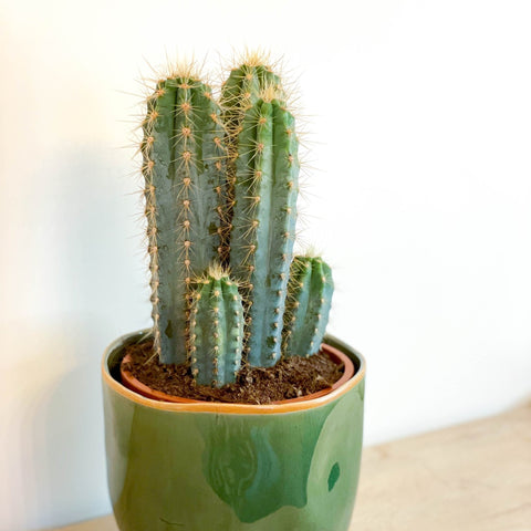 Blue Torch Cactus - Pilosocereus azureus - Sprouts of Bristol