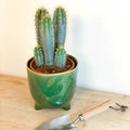 Blue Torch Cactus - Pilosocereus azureus - Sprouts of Bristol