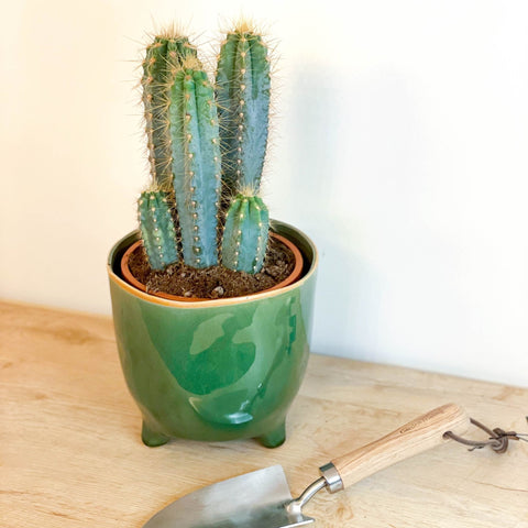 Blue Torch Cactus - Pilosocereus azureus - Sprouts of Bristol