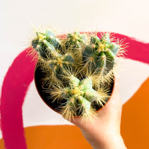 Blue Torch Cactus - Pilosocereus azureus - Sprouts of Bristol