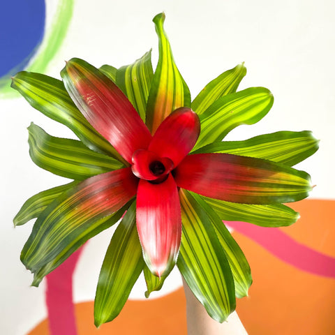 Blushing Bromeliad - Neoregelia carolinae 'Freddie' - Sprouts of Bristol