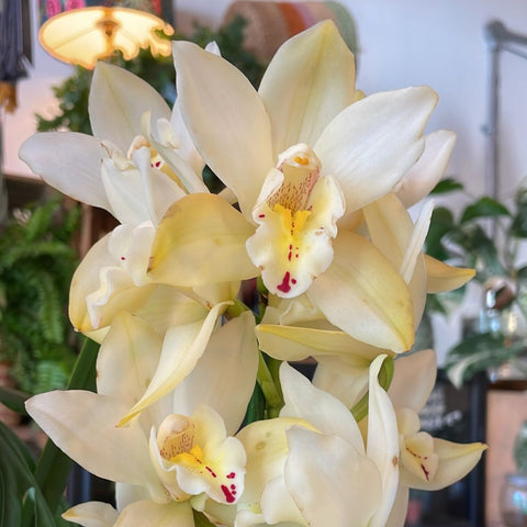 Boat Orchid - Cymbidium earliesue 'Paddy' - Sprouts of Bristol