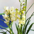 Boat Orchid - Cymbidium earliesue 'Paddy' - Sprouts of Bristol
