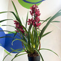 Boat Orchid - Cymbidium 'Red Beauty' - Sprouts of Bristol