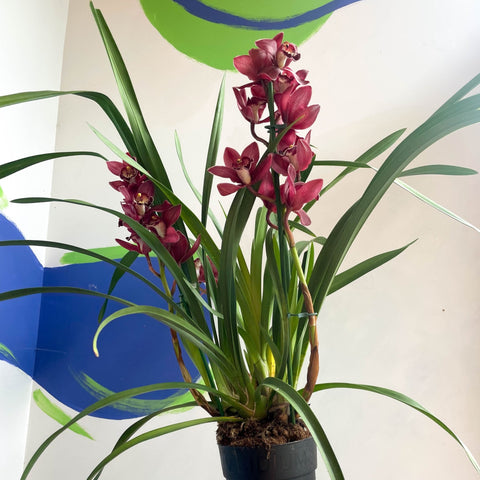 Boat Orchid - Cymbidium 'Red Beauty' - Sprouts of Bristol