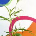 Bog Sage - Salvia uliginosa - Cotswold Grown Perennial - Sprouts of Bristol
