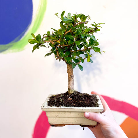 Bonsai - Carmona microphylla - Fukien Tea Tree - Sprouts of Bristol
