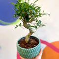 Bonsai - Ficus microcarpa 'Ginseng' - Indian Laurel - Sprouts of Bristol