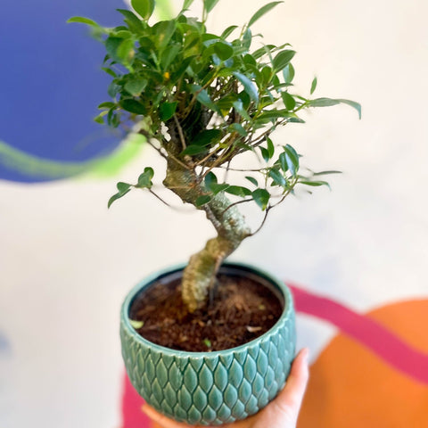 Bonsai - Ficus microcarpa 'Ginseng' - Indian Laurel - Sprouts of Bristol