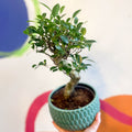 Bonsai - Ficus microcarpa 'Ginseng' - Indian Laurel - Sprouts of Bristol