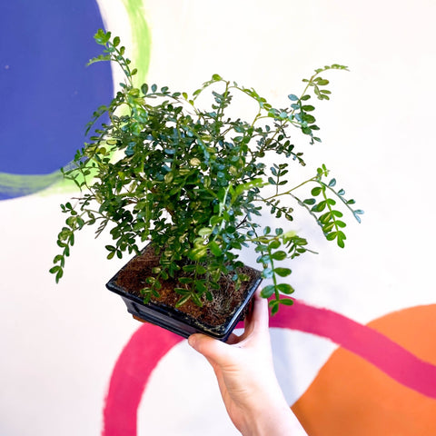 Bonsai - Xanthoxylum piperitum - Chinese Pepper - Sprouts of Bristol
