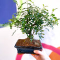 Bonsai - Xanthoxylum piperitum - Chinese Pepper - Sprouts of Bristol