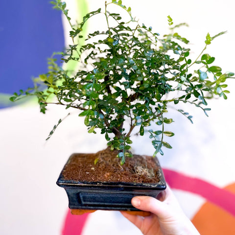 Bonsai - Xanthoxylum piperitum - Chinese Pepper - Sprouts of Bristol