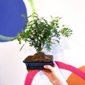 Bonsai - Xanthoxylum piperitum - Chinese Pepper - Sprouts of Bristol