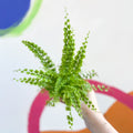 Boston Fern - Nephrolepis exaltata 'Green Fantasy' - Sprouts of Bristol