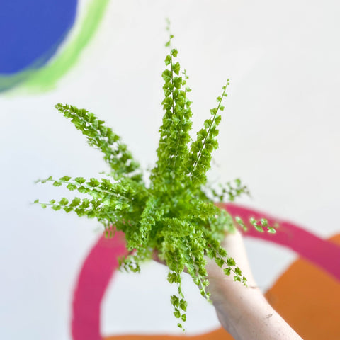 Boston Fern - Nephrolepis exaltata 'Green Fantasy' - Sprouts of Bristol