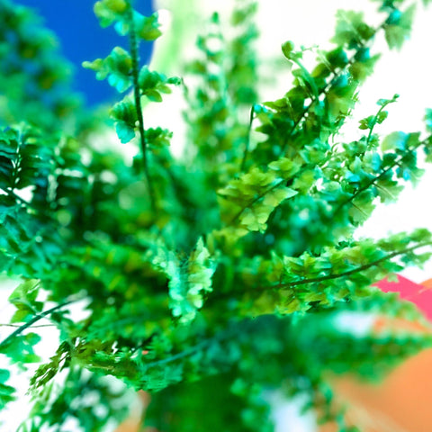 Boston Fern - Nephrolepis exaltata 'Green Fantasy' - Sprouts of Bristol