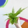Boston Fern - Nephrolepis exaltata 'Green Fantasy' - Sprouts of Bristol