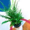 Boston Fern - Nephrolepis exaltata 'Green Fantasy' - Sprouts of Bristol