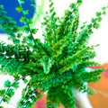 Boston Fern - Nephrolepis exaltata 'Green Fantasy' - Sprouts of Bristol