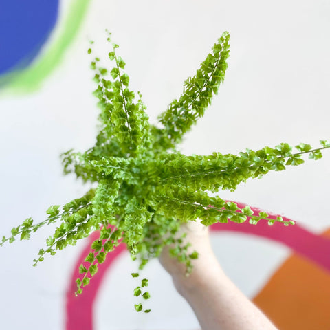Boston Fern - Nephrolepis exaltata 'Green Fantasy' - Sprouts of Bristol