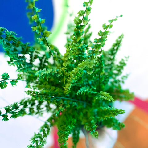Boston Fern - Nephrolepis exaltata 'Green Fantasy' - Sprouts of Bristol