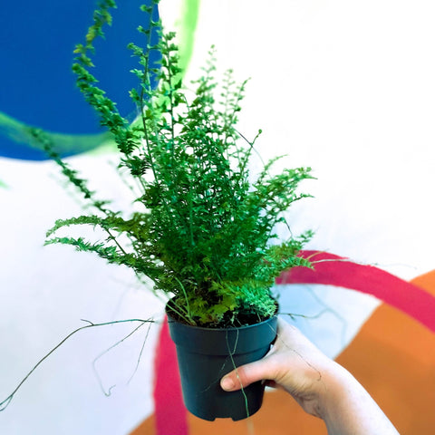 Boston Fern - Nephrolepis exaltata 'Green Fantasy' - Sprouts of Bristol