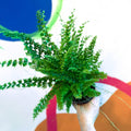 Boston Fern - Nephrolepis exaltata 'Green Fantasy' - Sprouts of Bristol