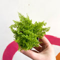 Boston Fern - Nephrolepis exaltata 'Marisa' - Sprouts of Bristol