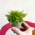 Boston Fern - Nephrolepis exaltata 'Marisa' - Sprouts of Bristol