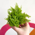 Boston Fern - Nephrolepis exaltata 'Marisa' - Sprouts of Bristol