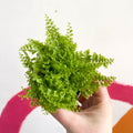Boston Fern - Nephrolepis exaltata 'Marisa' - Sprouts of Bristol
