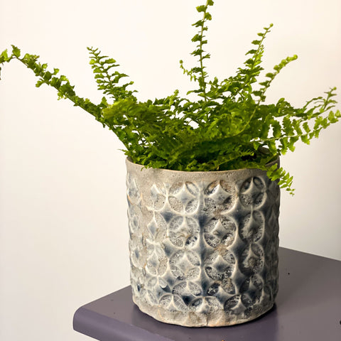 Boston Fern - Nephrolepis exaltata vitale 'Krulvaren' - Sprouts of Bristol
