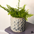 Boston Fern - Nephrolepis exaltata vitale 'Krulvaren' - Sprouts of Bristol
