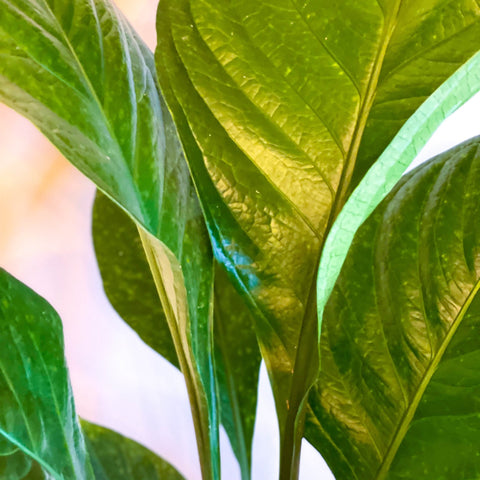 Botanical King - Anthurium elipticum 'Green Star' - Sprouts of Bristol