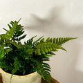 Bracken Fern - Pteris - Sprouts of Bristol