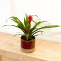 Bromelia Guzmania 'Brush' - Sprouts of Bristol