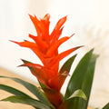 Bromelia Guzmania 'Chic' - Sprouts of Bristol