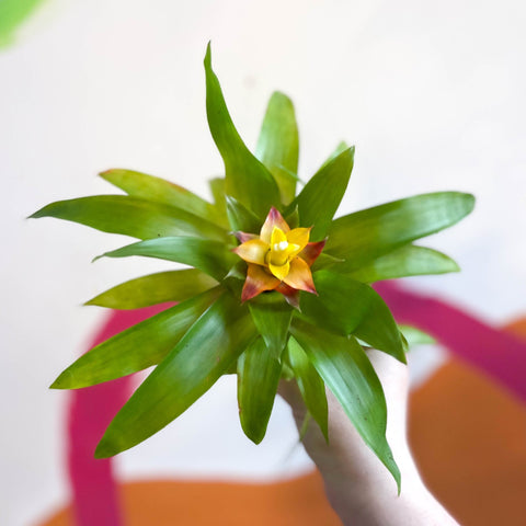 Bromelia Guzmania 'Mini Fairy' - Sprouts of Bristol