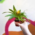 Bromelia Guzmania 'Mini Fairy' - Sprouts of Bristol