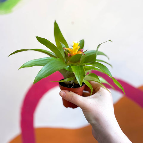 Bromelia Guzmania 'Mini Fairy' - Sprouts of Bristol