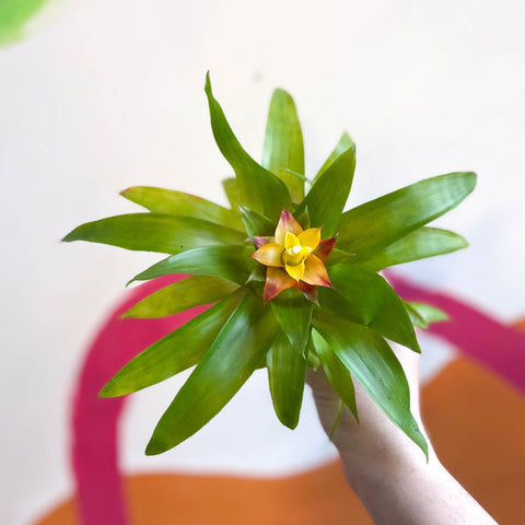Bromelia Guzmania 'Mini Fairy' - Sprouts of Bristol
